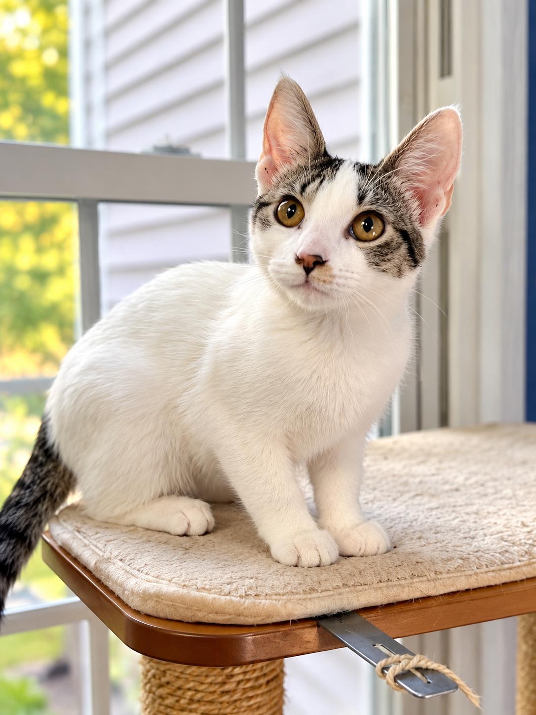 Enlarge Chicken (Bev-fostered in New England), a Adoptable mixed breed in Warwick, RI image 1/4