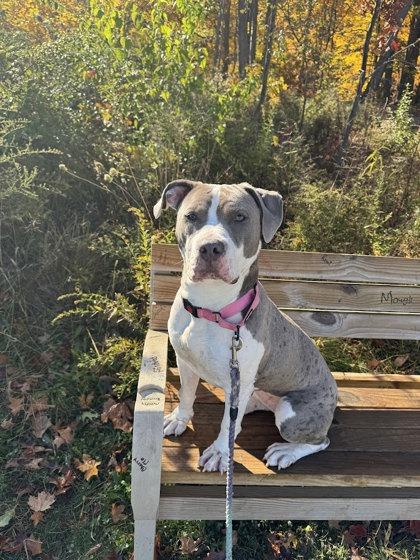 Disco, Adoptable, Young Female Pit Bull Terrier & Mixed Breed.