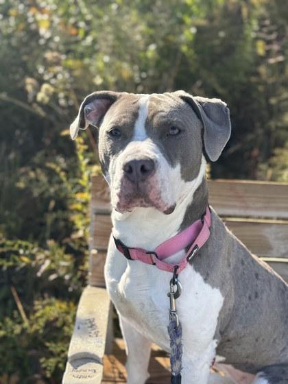 Disco, a Adoptable mixed breed in Twinsburg, OH image 1/3