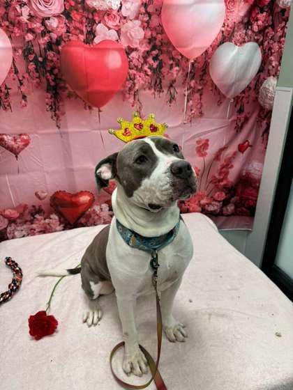 Disco, a Adoptable mixed breed in Twinsburg, OH image 2/3