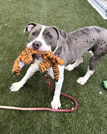 Disco, a Adoptable mixed breed in Twinsburg, OH image 3/3