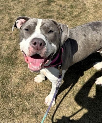 Enlarge Disco, a Adoptable mixed breed in Twinsburg, OH image 3/3