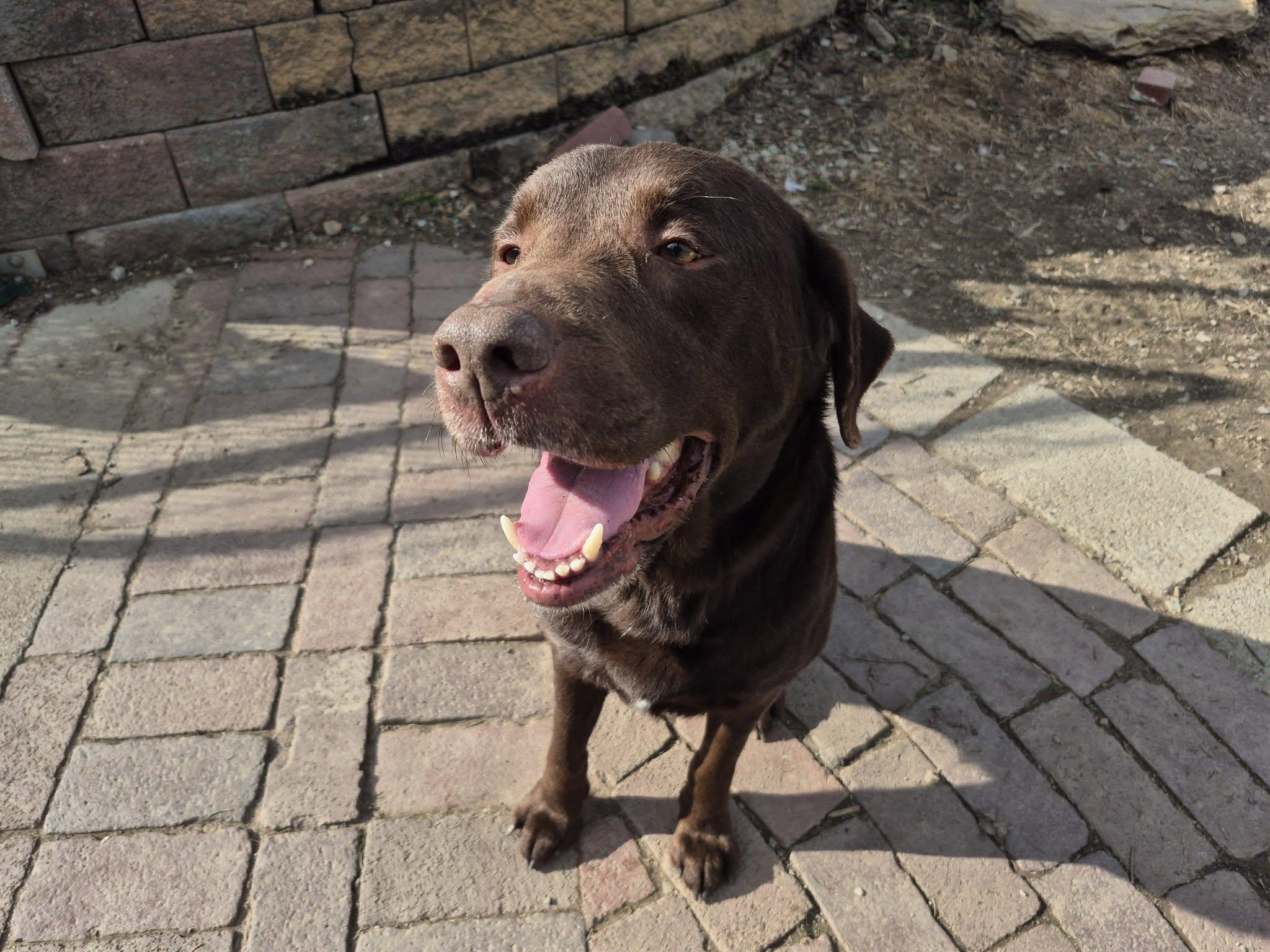 Brownie, ADOPTABLE, Adult Male Chocolate Labrador Retriever.