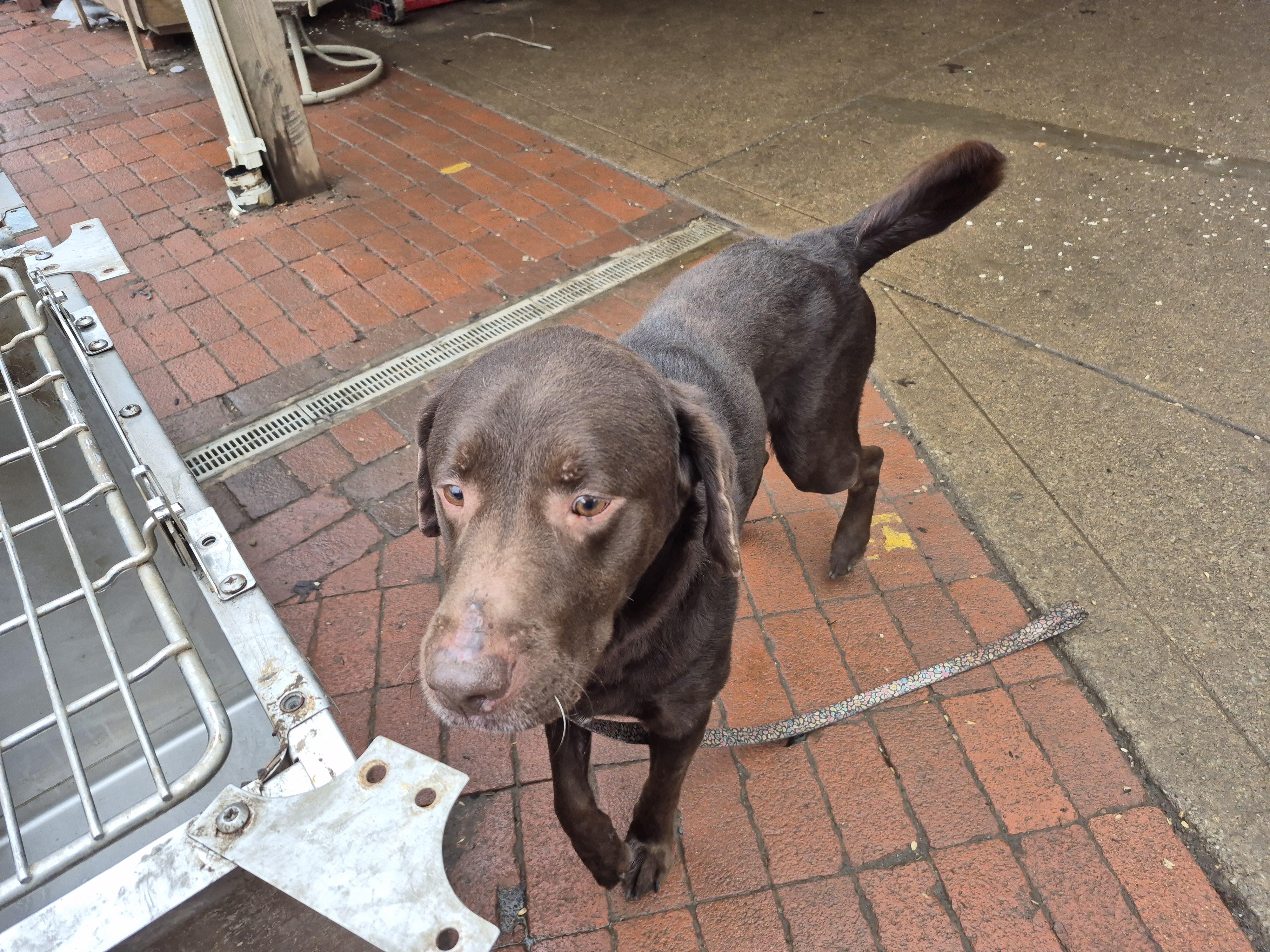 Enlarge Brownie, a ADOPTABLE Chocolate Labrador Retriever in Plum, PA image 5/6
