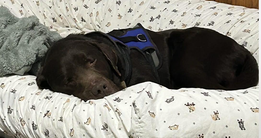 Enlarge Brownie, a ADOPTABLE Chocolate Labrador Retriever in Plum, PA image 3/6