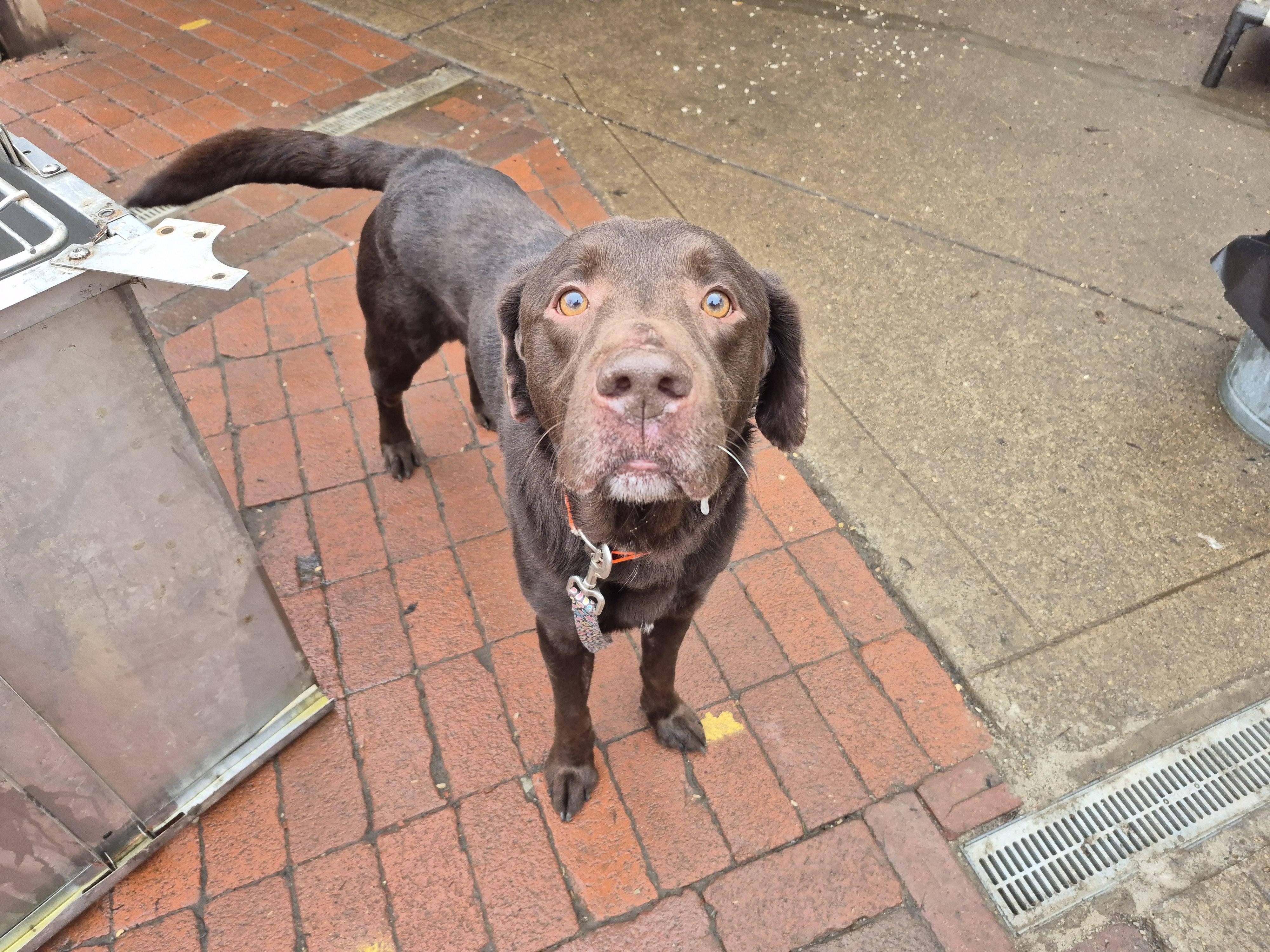Enlarge Brownie, a ADOPTABLE Chocolate Labrador Retriever in Plum, PA image 6/6