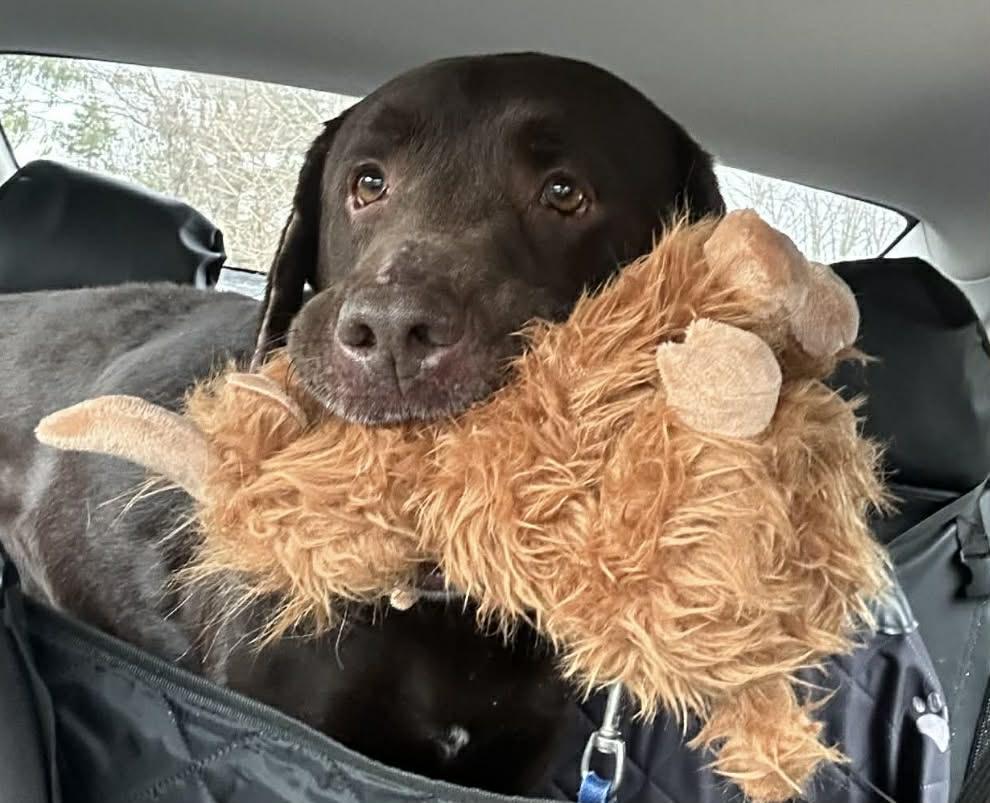 Enlarge Brownie, a ADOPTABLE Chocolate Labrador Retriever in Plum, PA image 2/6