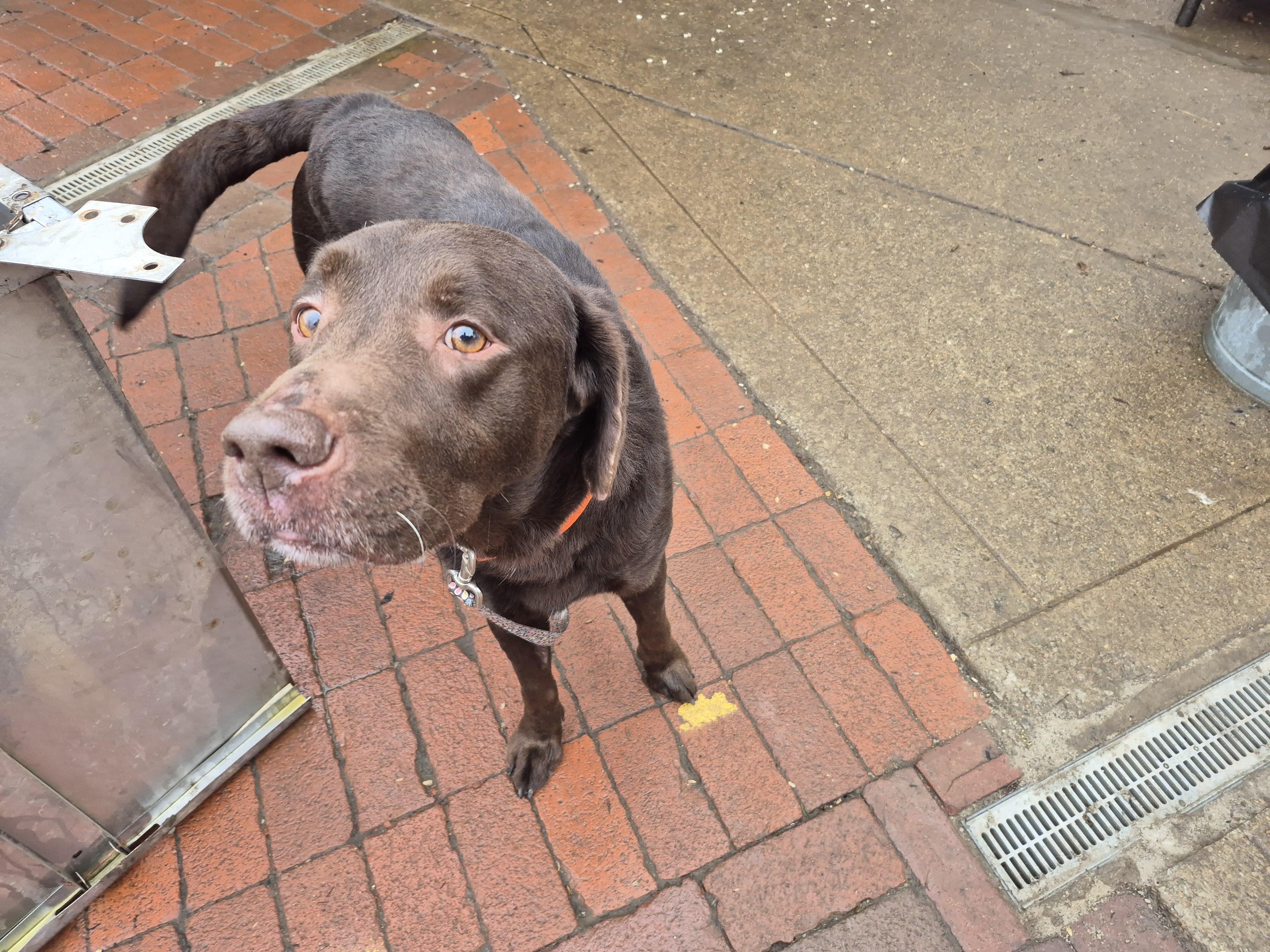 Enlarge Brownie, a ADOPTABLE Chocolate Labrador Retriever in Plum, PA image 4/6