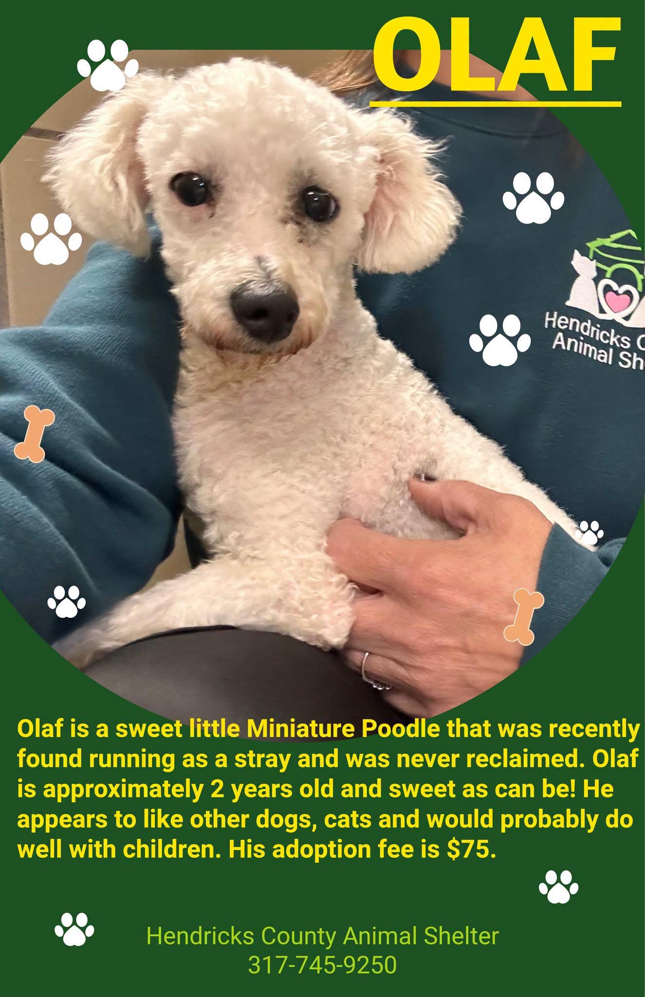 Enlarge Olaf, a Adopted mixed breed in Danville, IN image 1/1