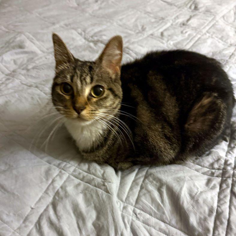 Enlarge Garland, an adoptable mixed breed in Tulsa, OK image 2/3