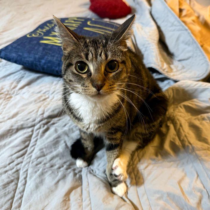 Garland, adoptable, Adult Female Tabby & Domestic Short Hair.