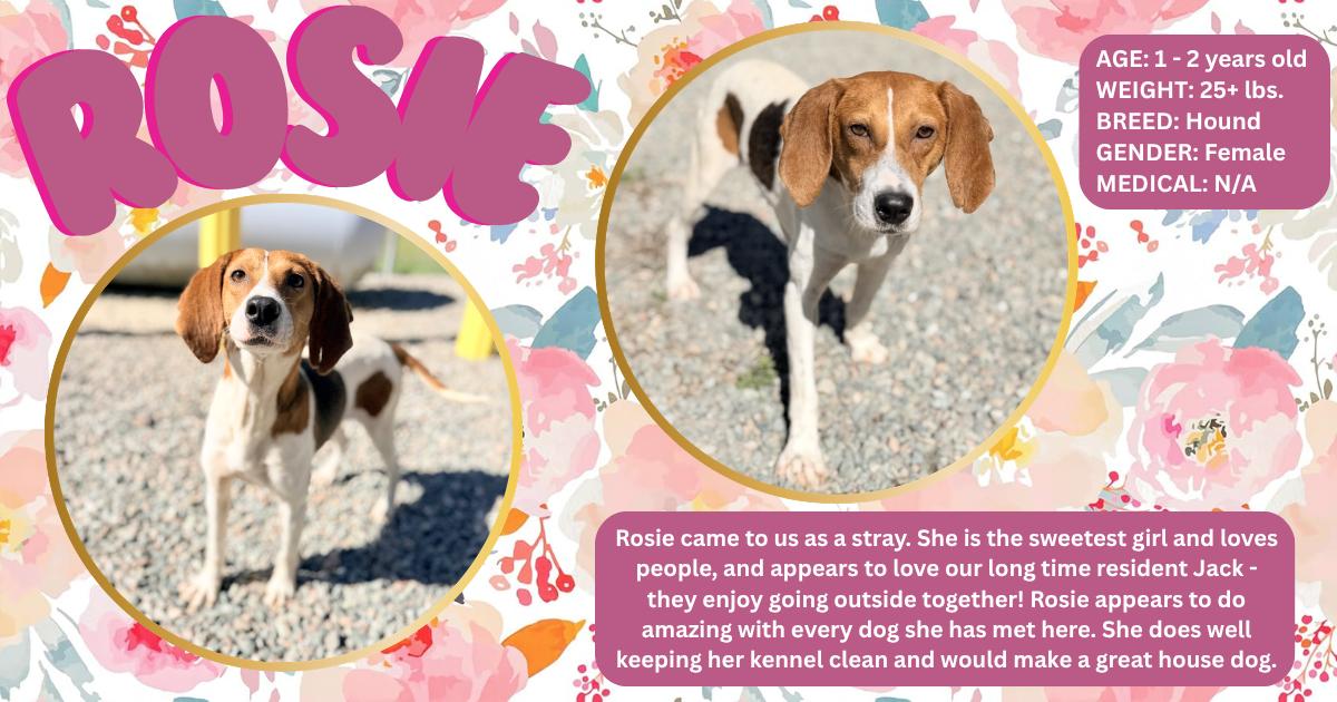 Enlarge Rosie , a ADOPTABLE Hound in Powhatan, VA image 1/1