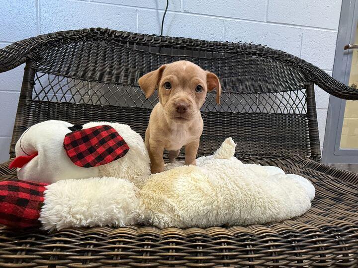 Rum, adopted, Young Female Chihuahua & Beagle.