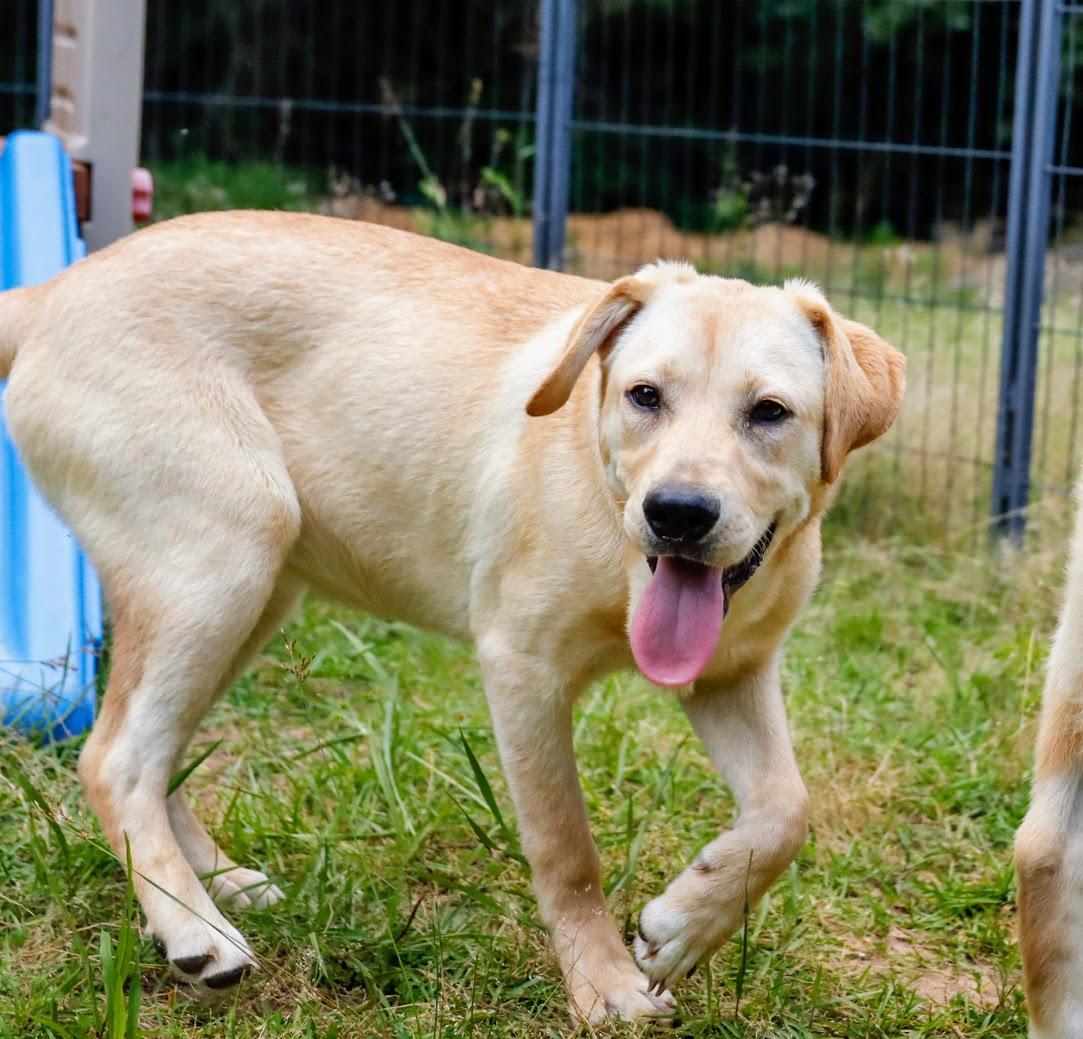 DAISY -Fostered in NY!! — thumbnail 2