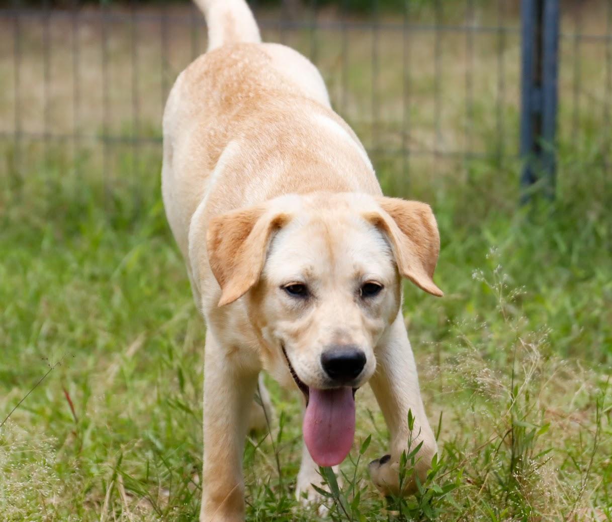 DAISY -Fostered in NY!! — thumbnail 3