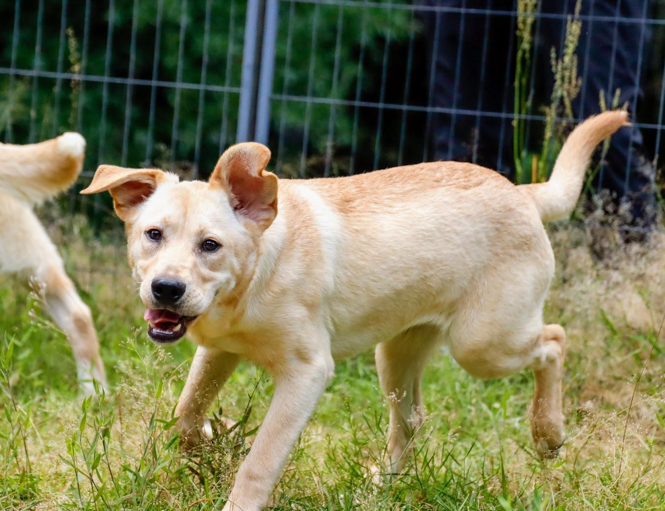 DAISY -Fostered in NY!! — thumbnail 4