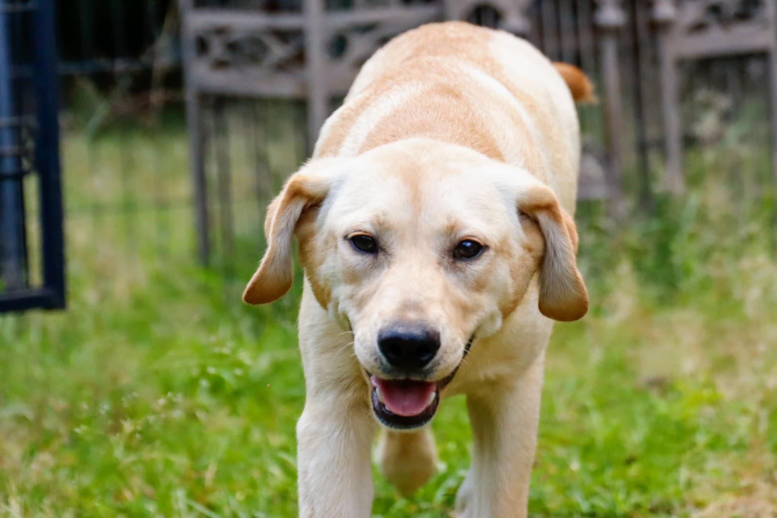 DAISY -Fostered in NY!! — thumbnail 5