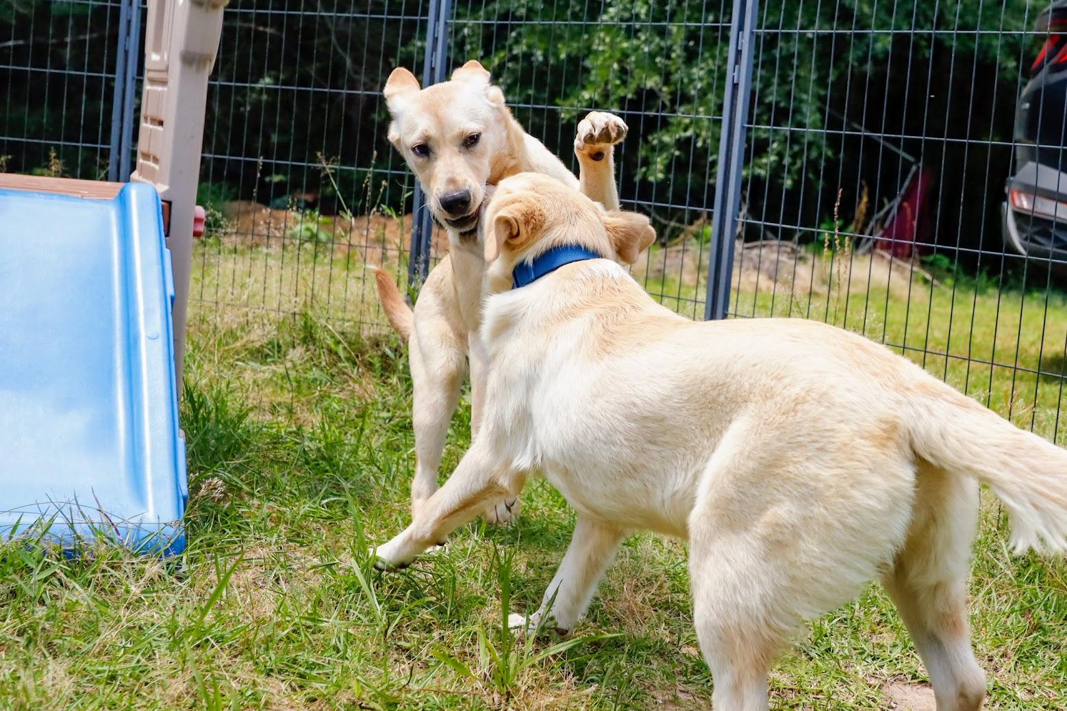 DAISY -Fostered in NY!! — thumbnail 6