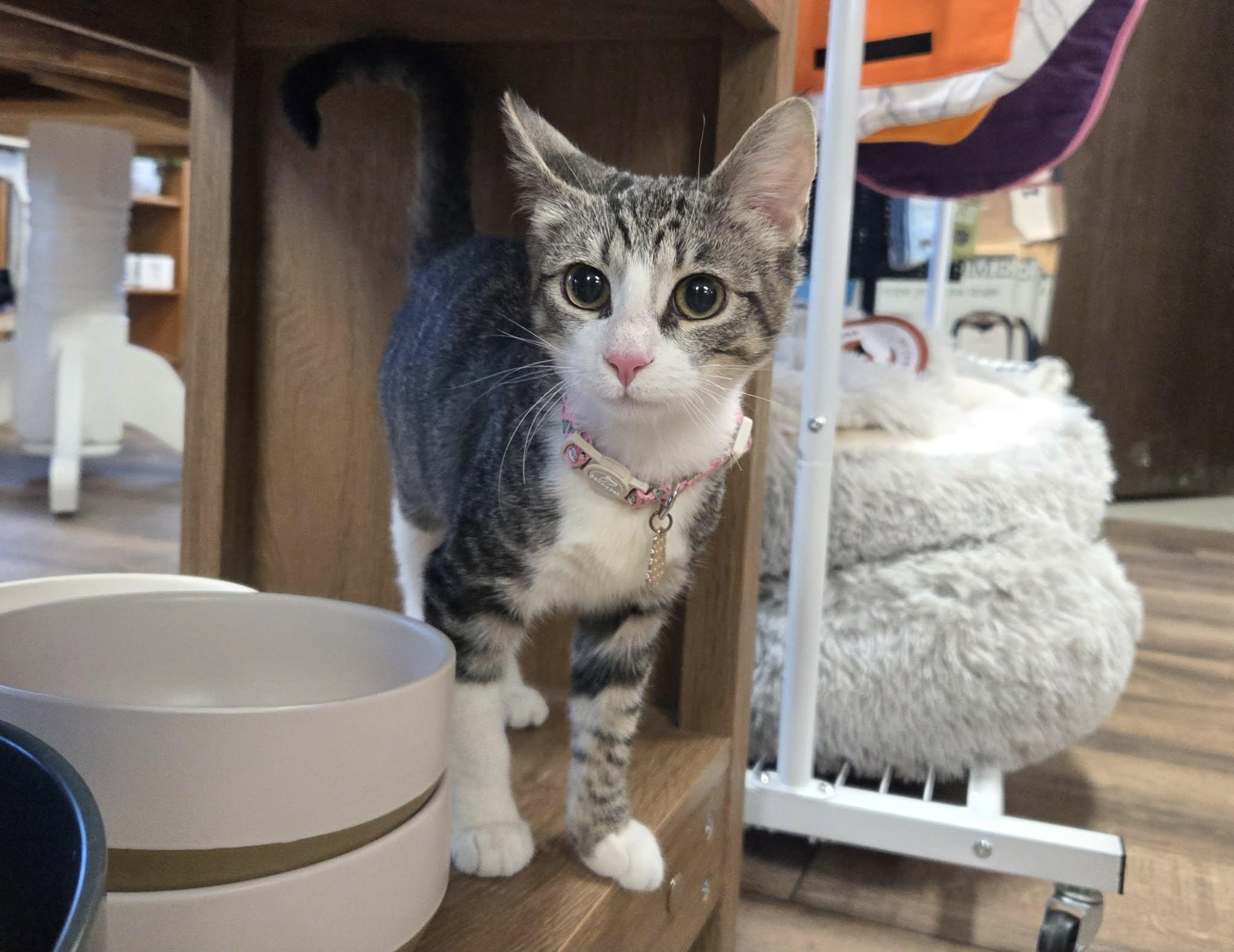 Enlarge KIRA, a ADOPTABLE Domestic Short Hair in Loveland, CO image 5/6