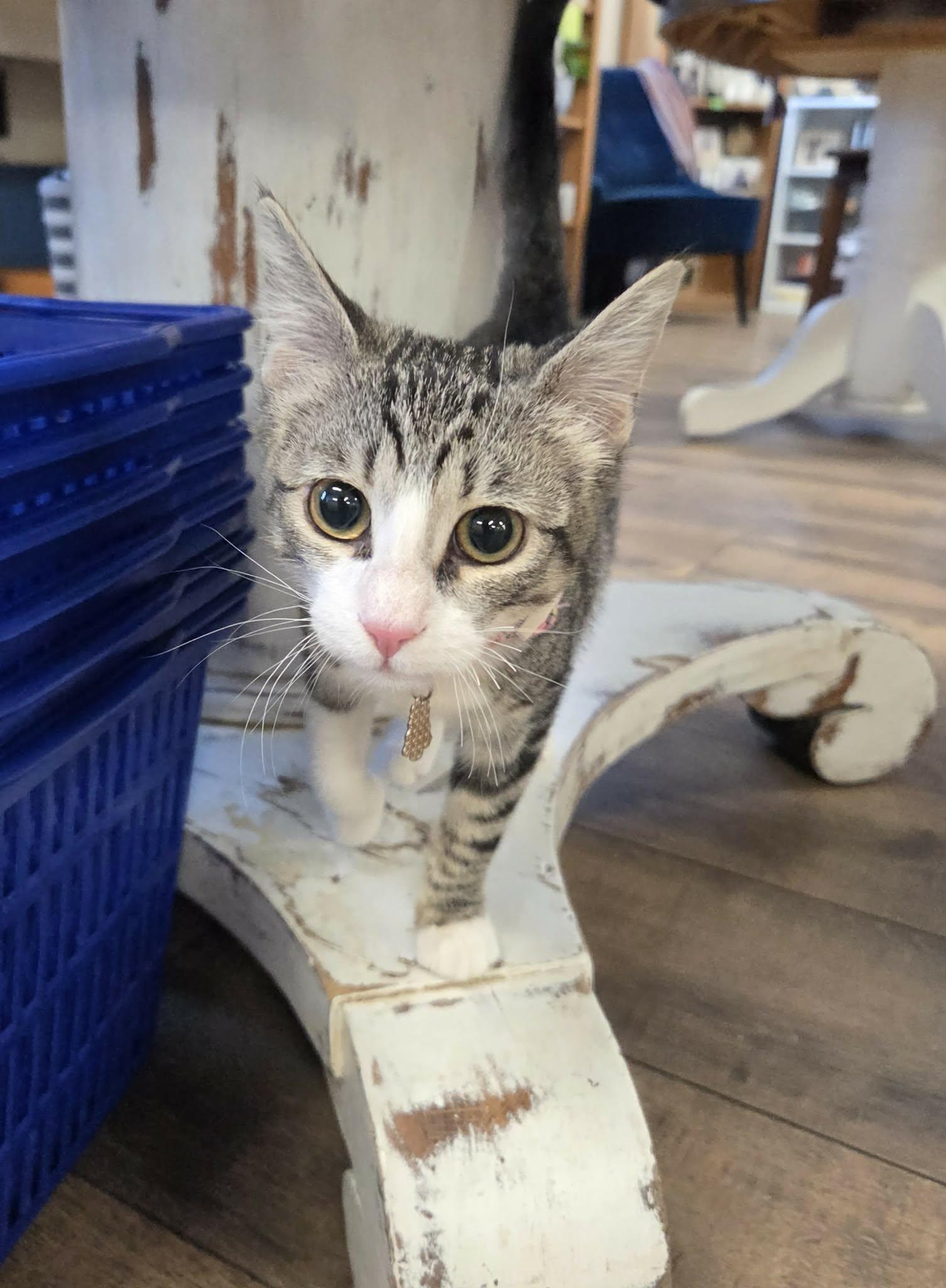 Enlarge KIRA, a ADOPTABLE Domestic Short Hair in Loveland, CO image 3/6