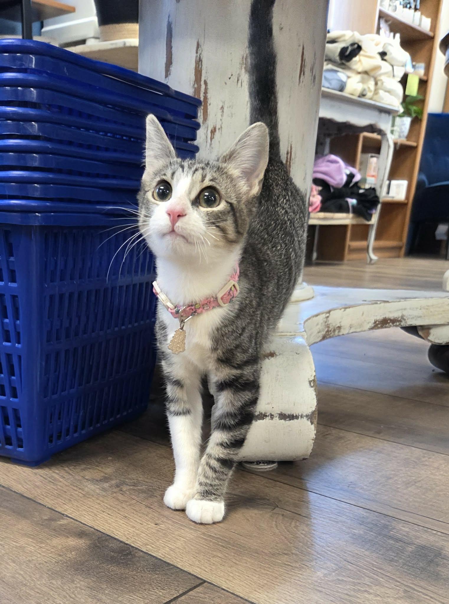 Enlarge KIRA, a ADOPTABLE Domestic Short Hair in Loveland, CO image 2/6