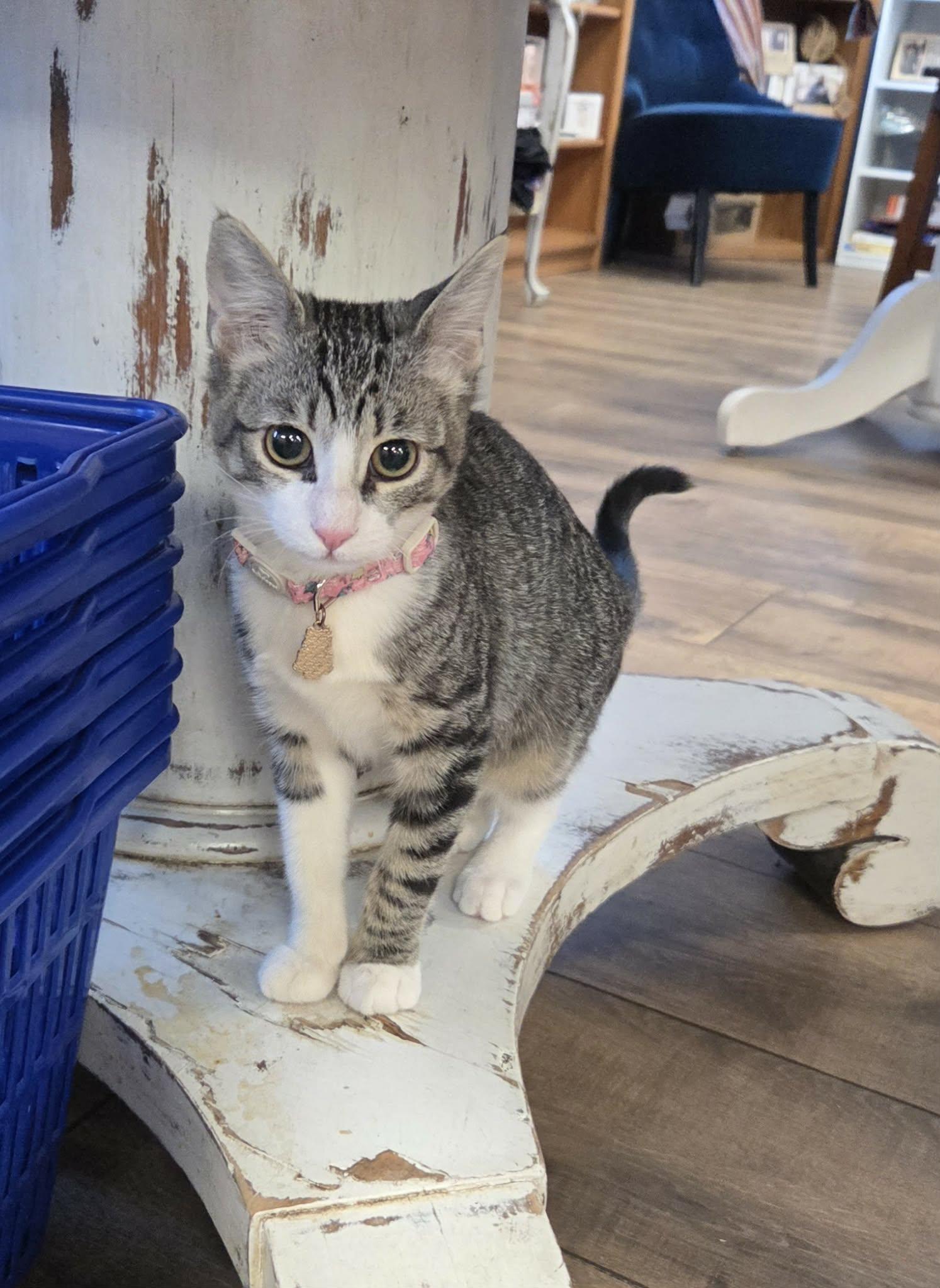 Enlarge KIRA, a ADOPTABLE Domestic Short Hair in Loveland, CO image 1/6