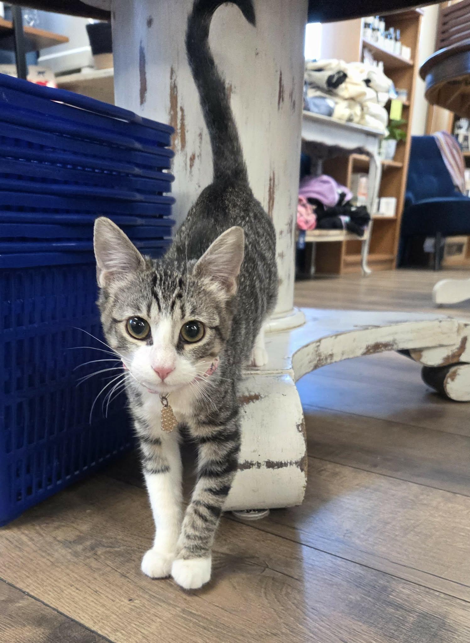 Enlarge KIRA, a ADOPTABLE Domestic Short Hair in Loveland, CO image 6/6