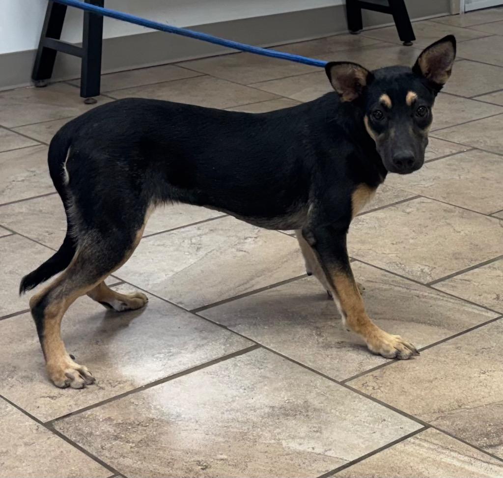 Enlarge Kara, a Adoptable Mixed Breed in Batesville, AR image 1/1