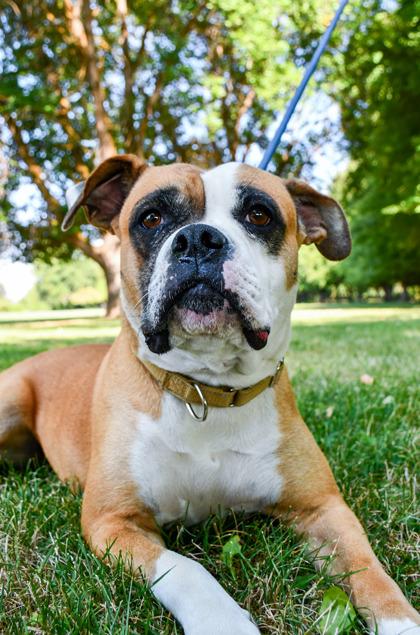 Enlarge Priscilla, a Adoptable mixed breed in Yakima, WA image 1/3