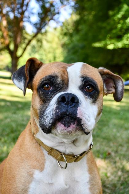 Enlarge Priscilla, a Adoptable mixed breed in Yakima, WA image 2/3