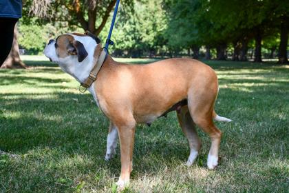 Enlarge Priscilla, a Adoptable mixed breed in Yakima, WA image 3/3