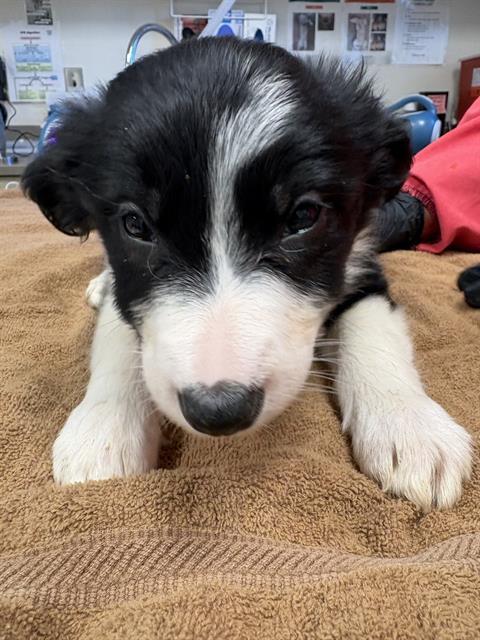 PEARL, Adoptable, Puppy Female Border Collie.