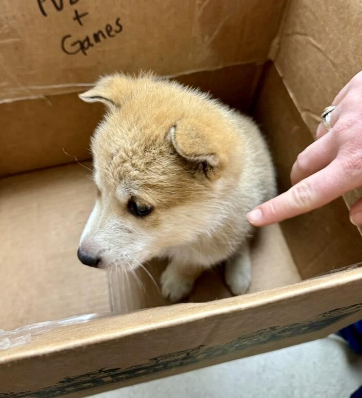 Enlarge Red, a Adoptable Siberian Husky in LEWISTON, ID image 1/6