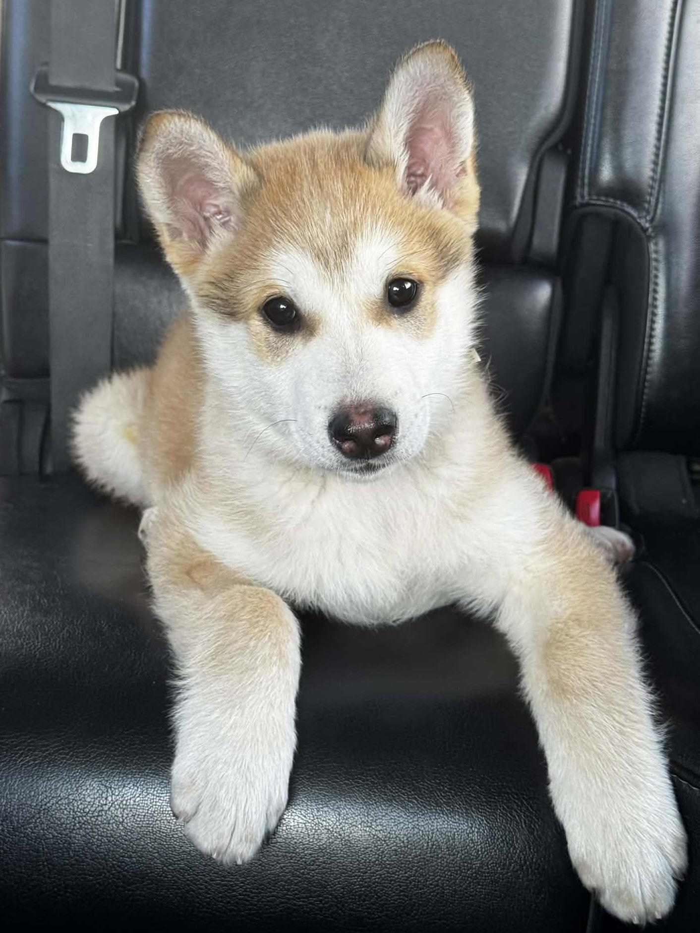 Enlarge Red, a Adoptable Siberian Husky in LEWISTON, ID image 2/6