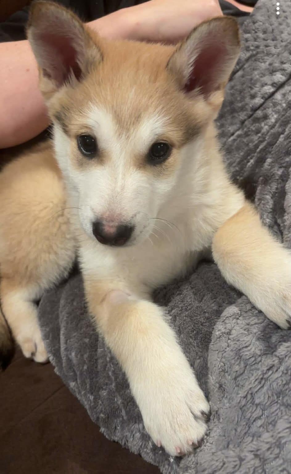 Enlarge Red, a Adoptable Siberian Husky in LEWISTON, ID image 4/6