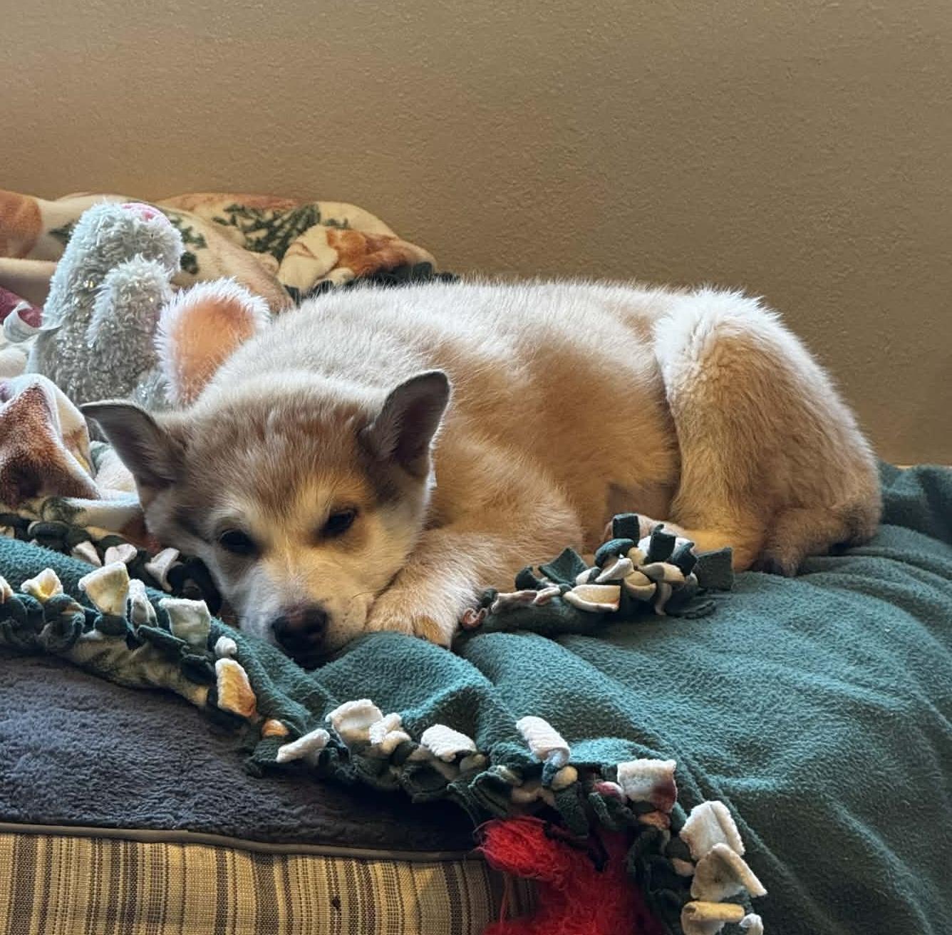 Enlarge Red, a Adoptable Siberian Husky in LEWISTON, ID image 5/6