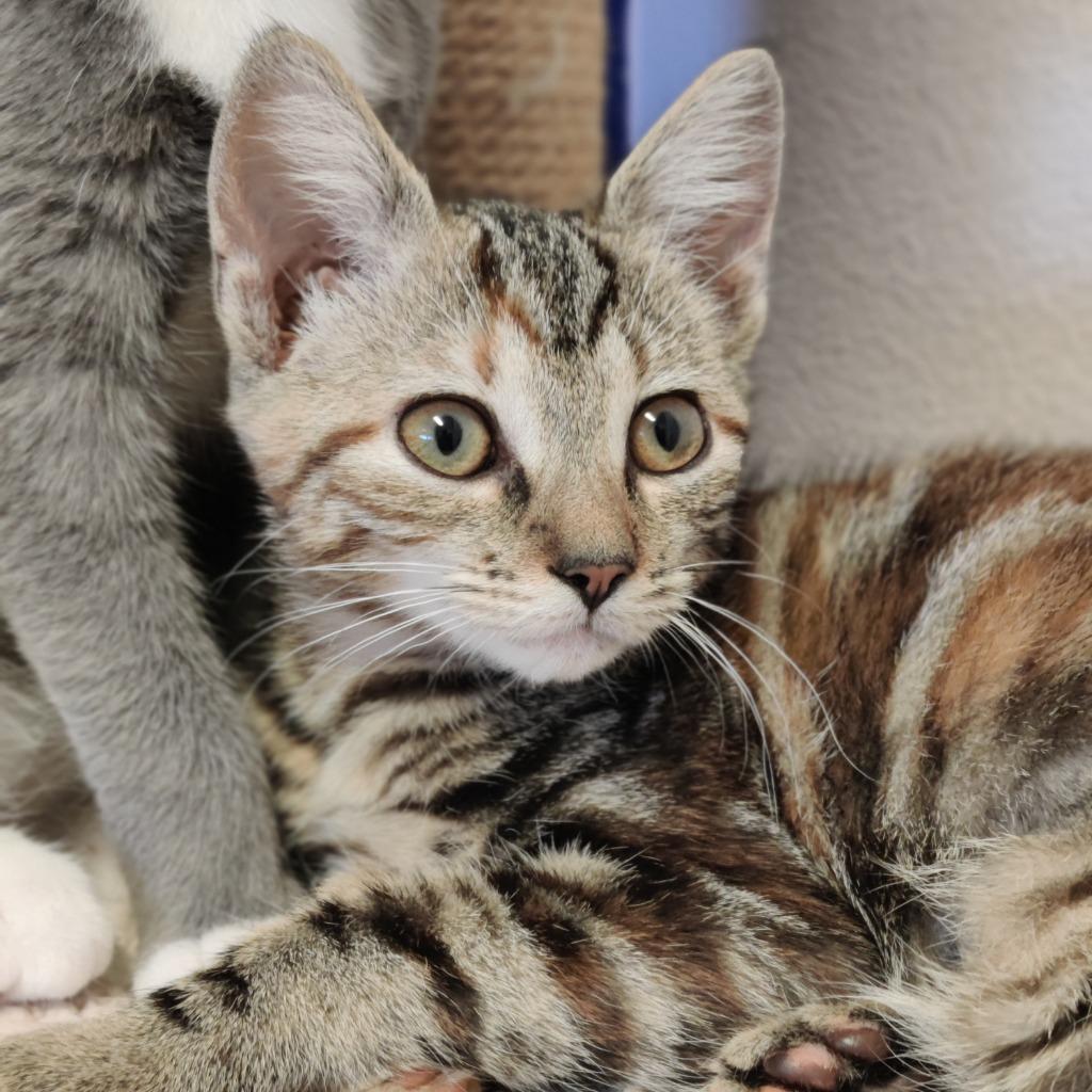 Enlarge Celia, a Adoptable mixed breed in Eastsound, WA image 1/3