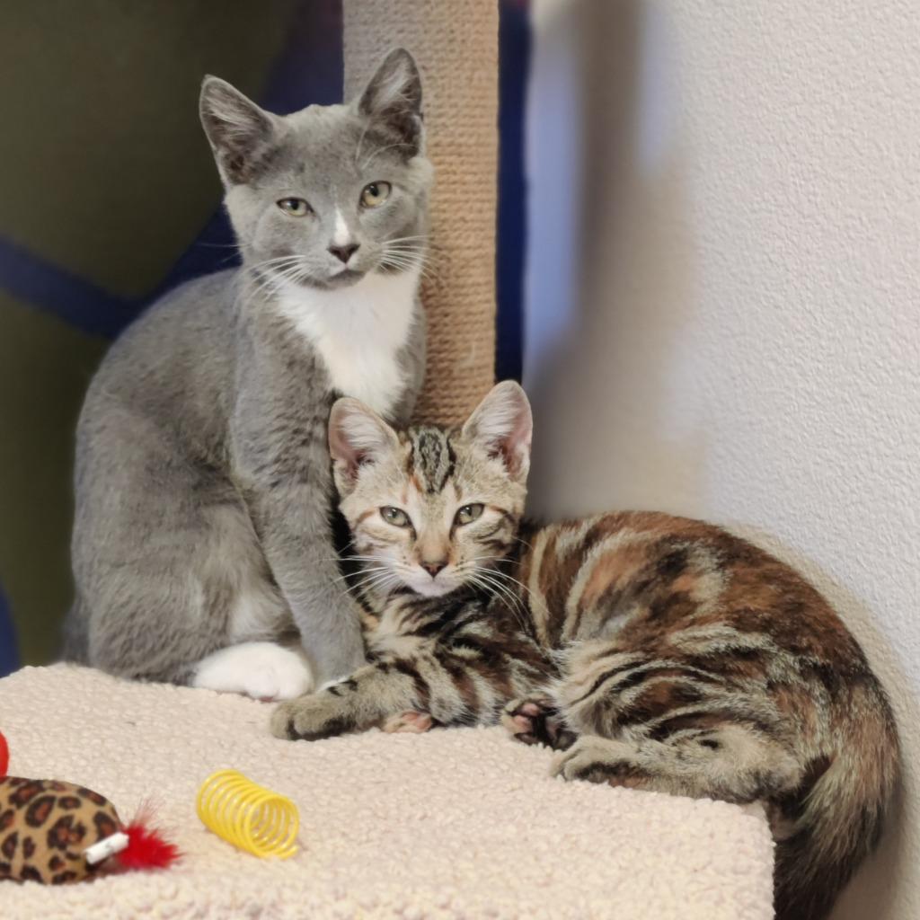 Enlarge Celia, a Adoptable mixed breed in Eastsound, WA image 3/3