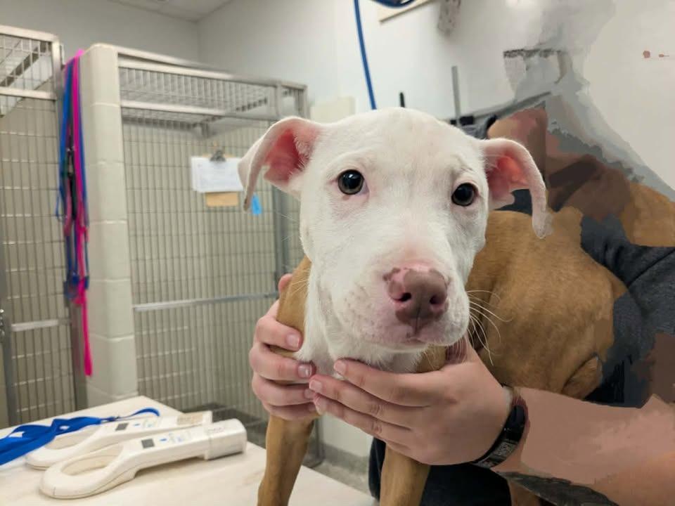 Sherwin, Adopted, Puppy Male Pit Bull Terrier.