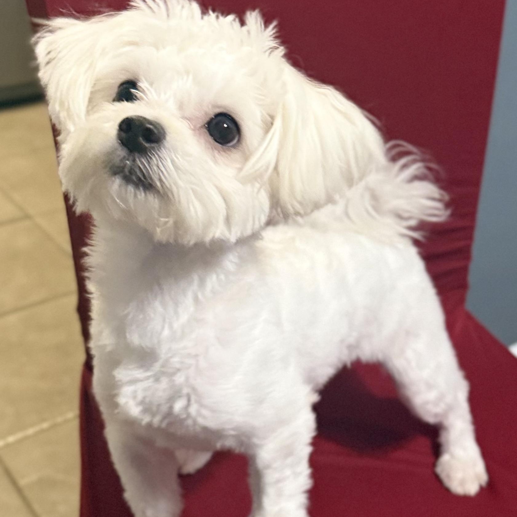 Belle-Licious, ADOPTABLE, Young Female Maltese.