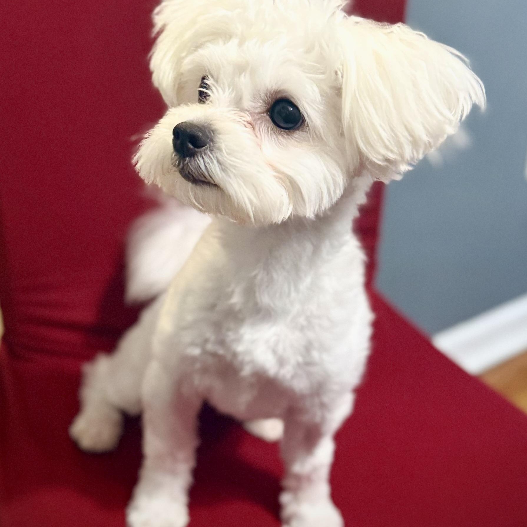 Belle-Licious, a ADOPTABLE mixed breed in Scarborough, ON image 5/5