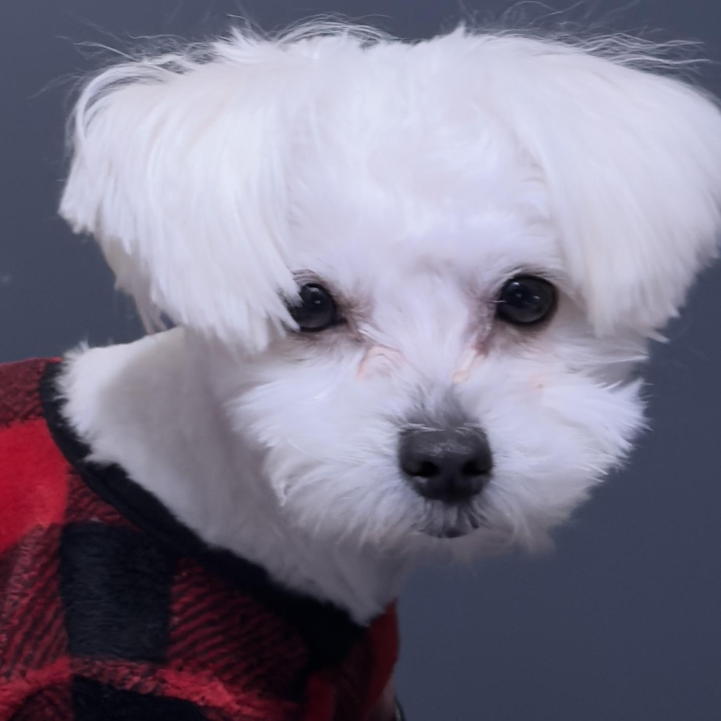 Belle-Licious, a ADOPTABLE mixed breed in Scarborough, ON image 2/5