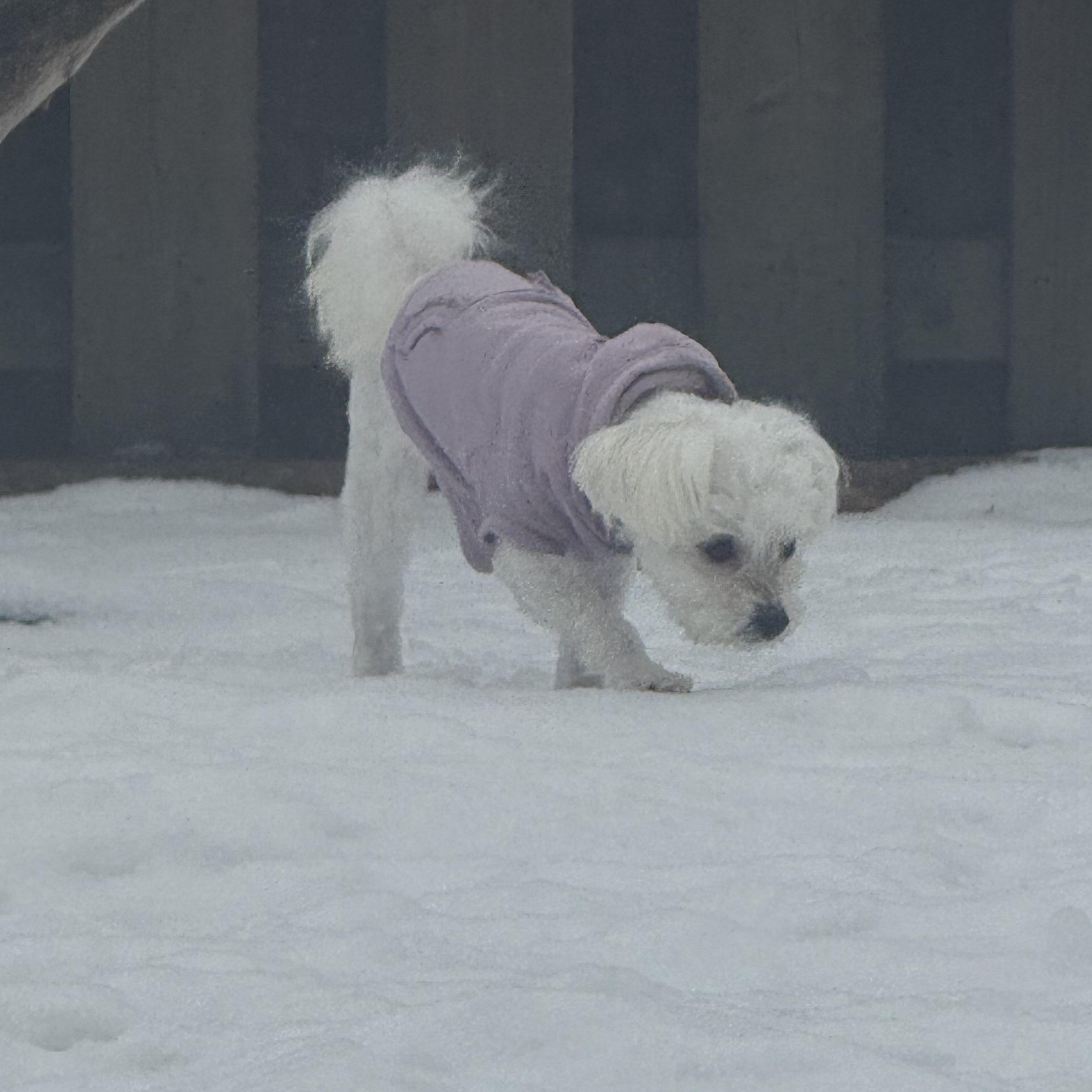 Belle-Licious, a ADOPTABLE mixed breed in Scarborough, ON image 4/5