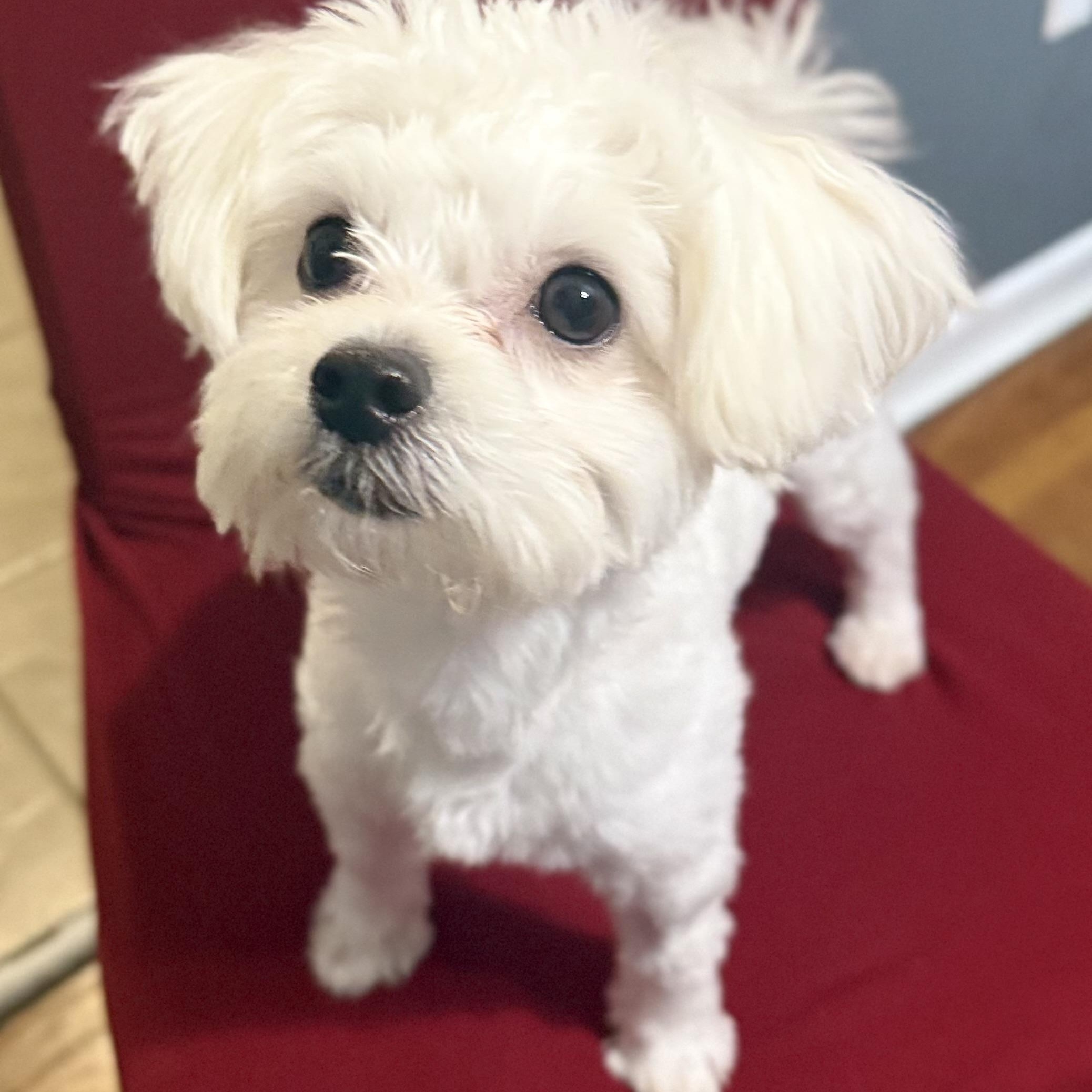 Belle-Licious, a ADOPTABLE mixed breed in Scarborough, ON image 3/5