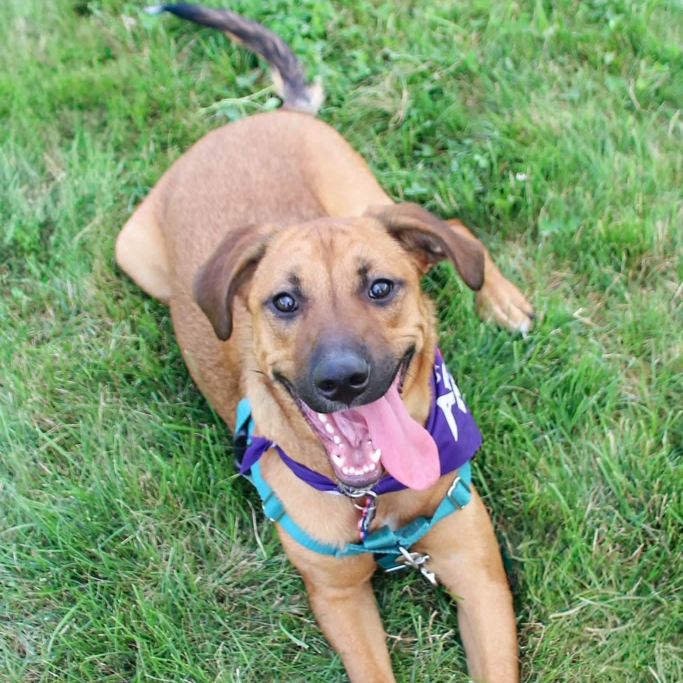 Ivy, a ADOPTABLE mixed breed in Rochester, NY image 6/6