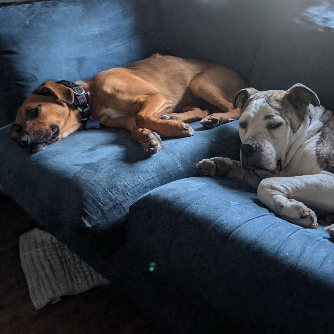 Ivy, a ADOPTABLE mixed breed in Rochester, NY image 5/6