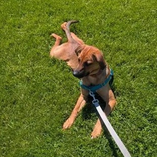 Ivy, a ADOPTABLE mixed breed in Rochester, NY image 4/6