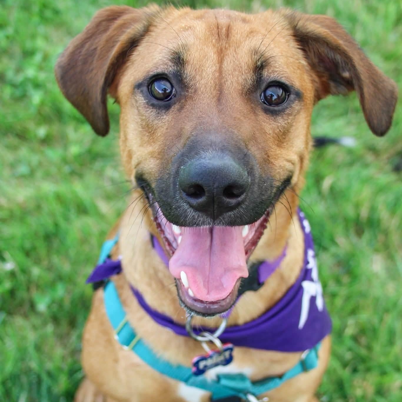 Ivy, a ADOPTABLE mixed breed in Rochester, NY image 1/6