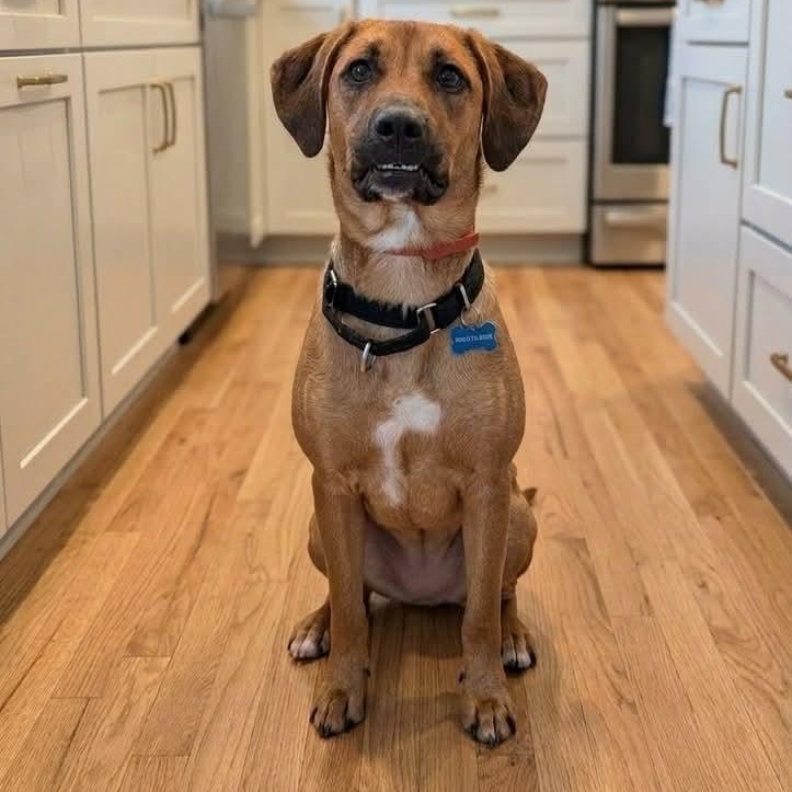Ivy, a ADOPTABLE mixed breed in Rochester, NY image 2/6