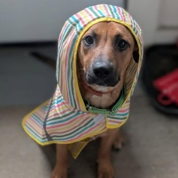Ivy, a ADOPTABLE mixed breed in Rochester, NY image 3/6